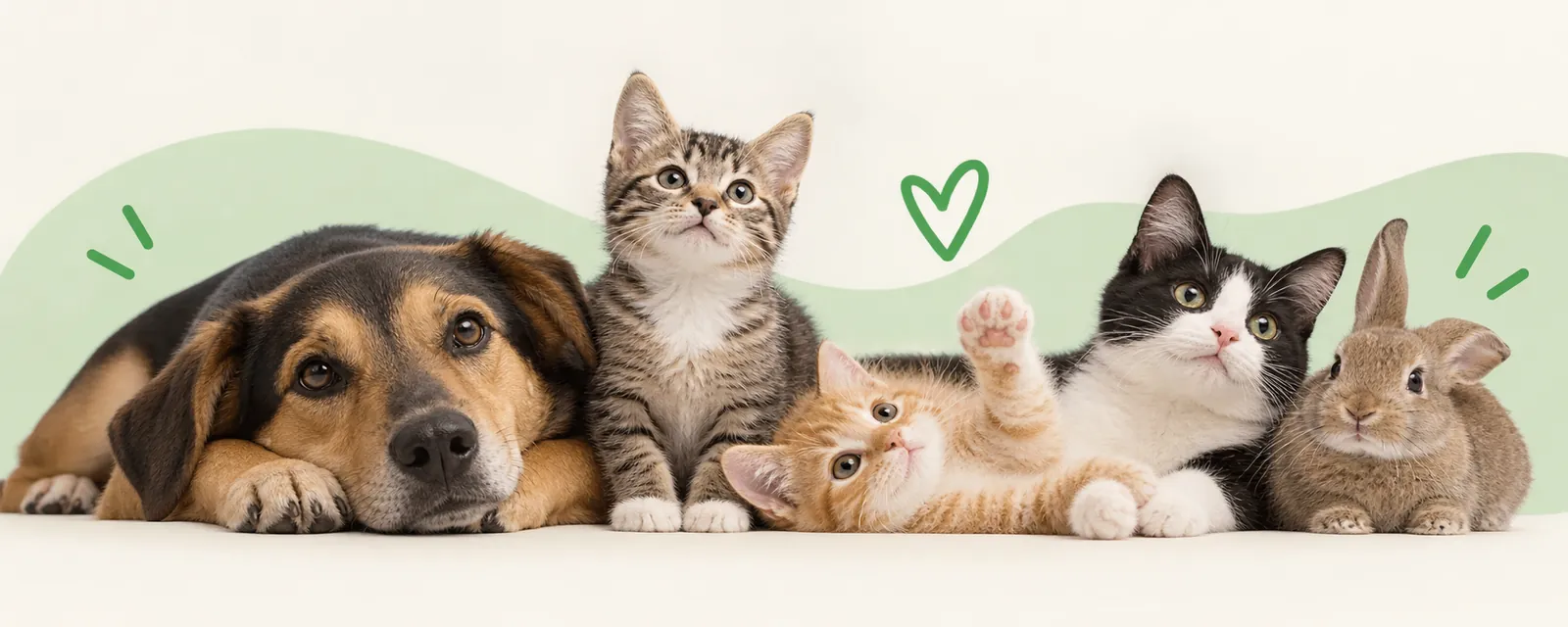 Ein Hund, drei Katzen und ein Kaninchen liegen gemütlich nebeneinander
